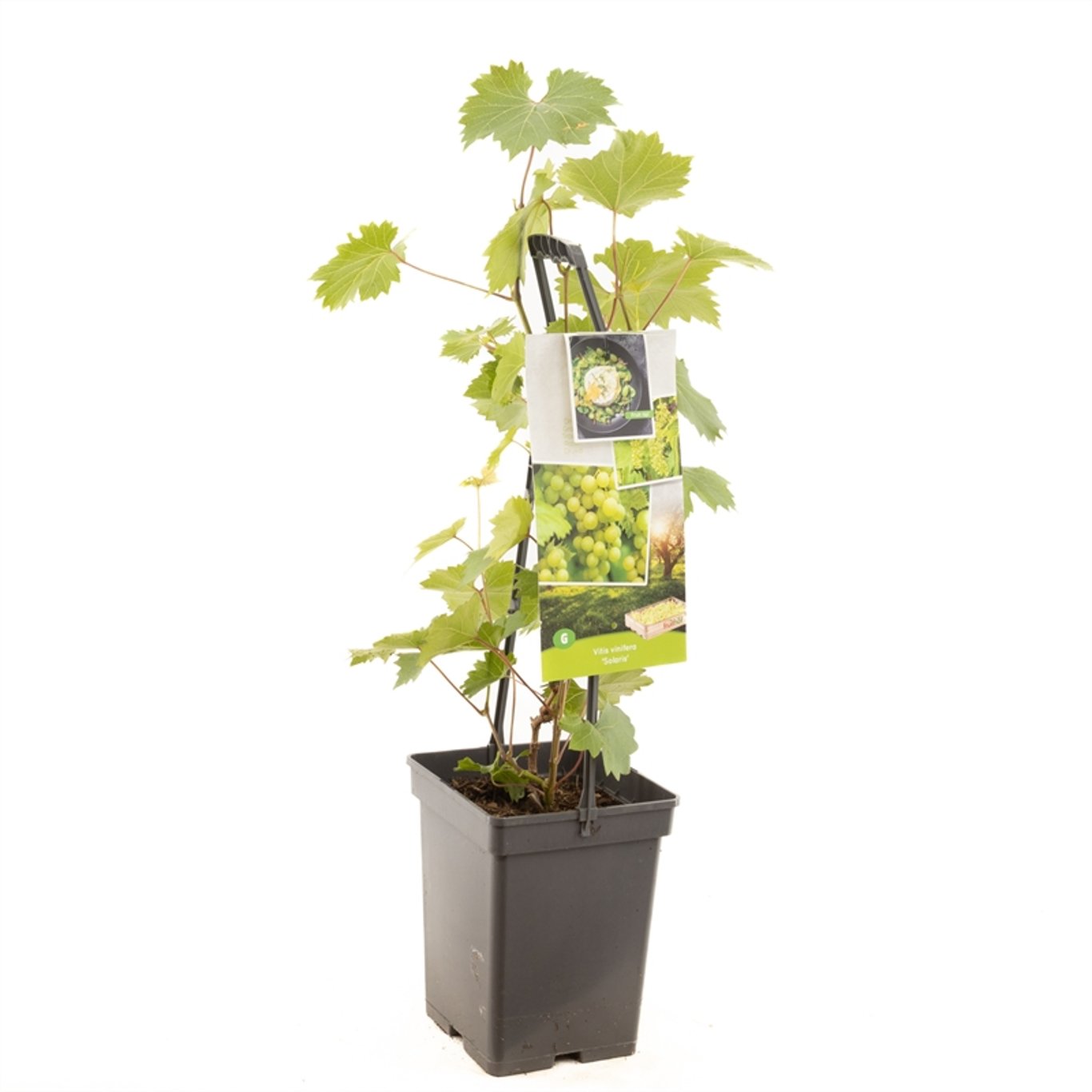 Vitis 'Solaris' - 50-60 CM Carry Handle C5
